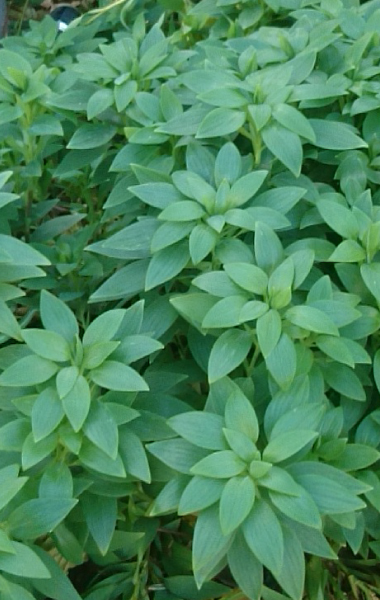 aaa