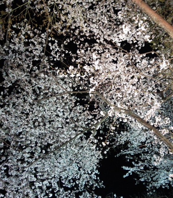 青桜