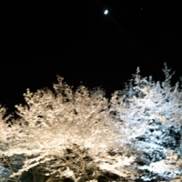 夜桜