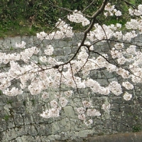 biwakososui_sakura