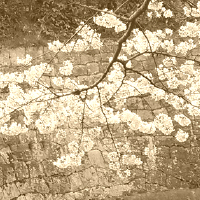 sakura02